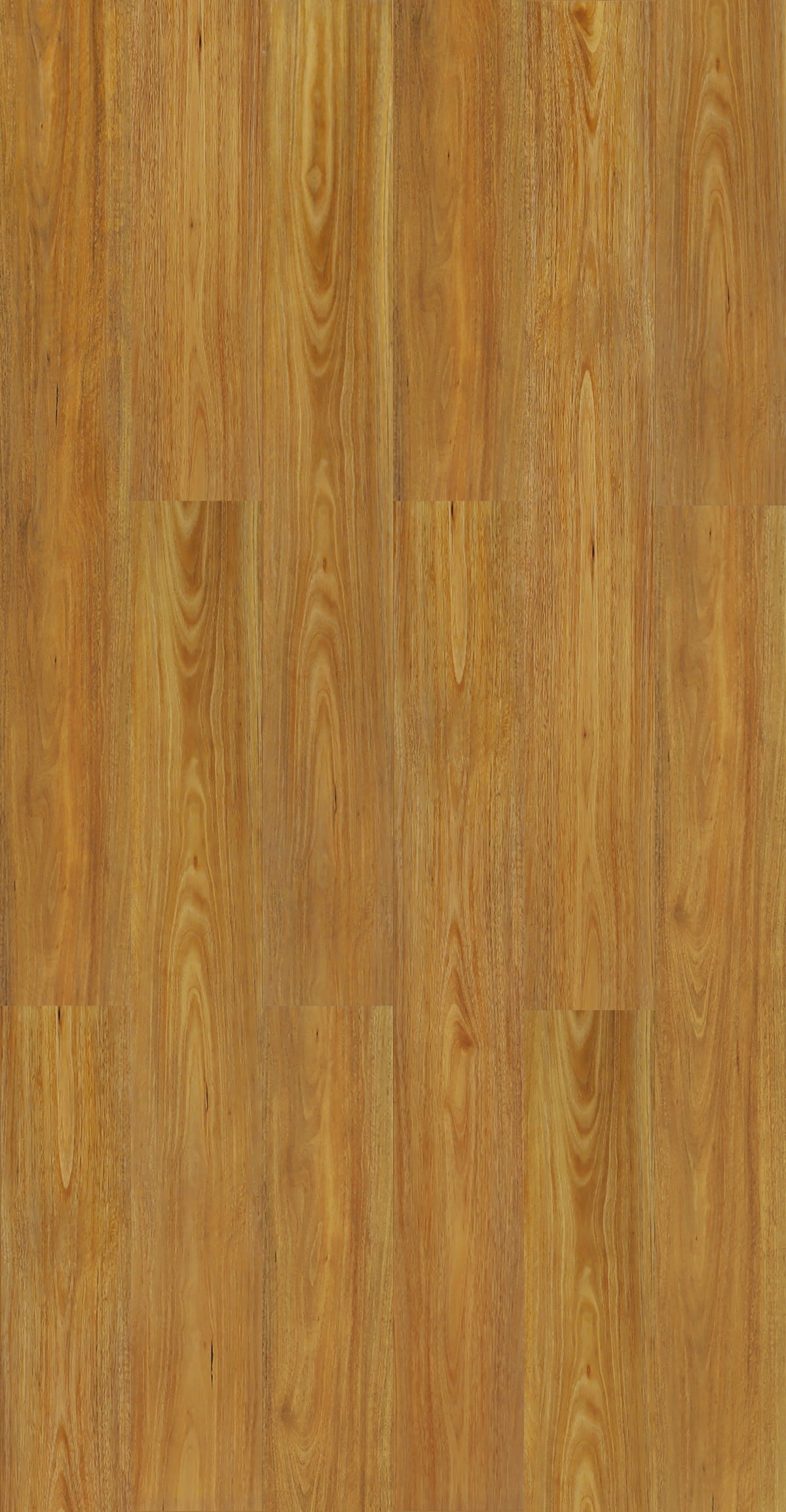 Spotted Gum